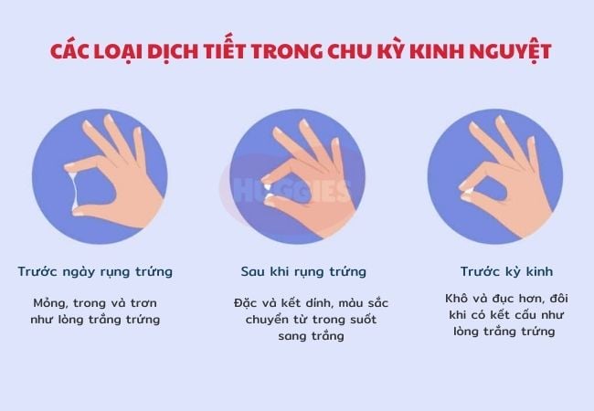 Nhận biết rụng trứng bằng cách quan sát sự thay đổi của dịch nhầy cổ tử cung