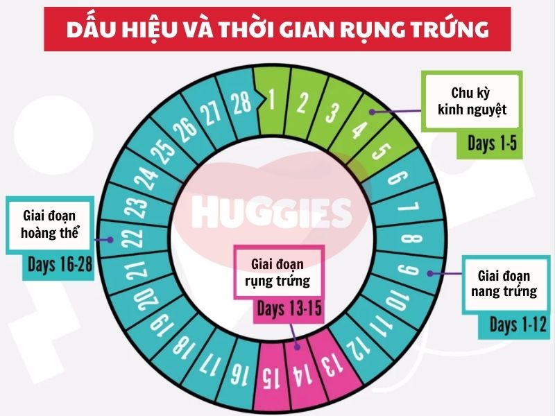 Tìm hiểu chu kỳ rụng trứng