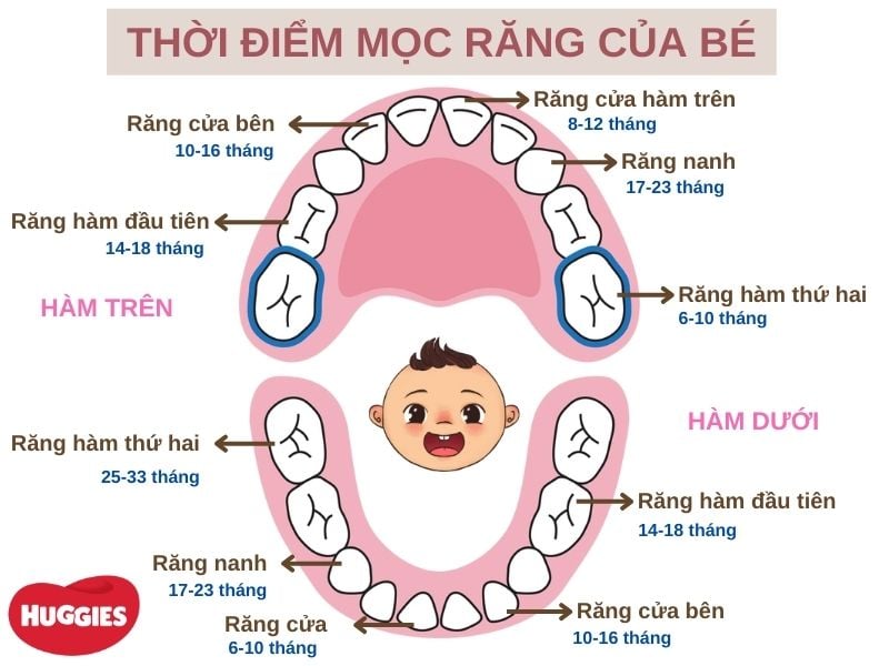 thời điểm mọc răng của bé