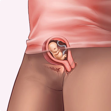 Tim thai của thai nhi đã phát triển thành công chưa ở tuần thai thứ 7?
