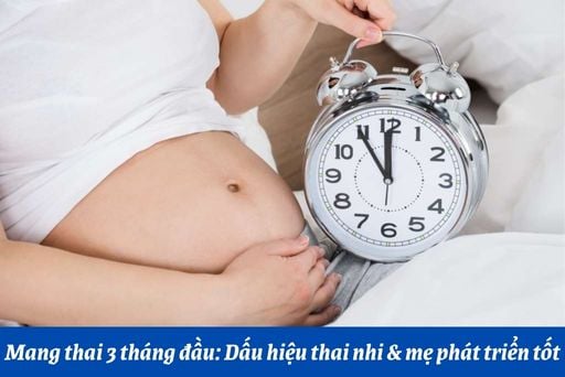 Mang thai 3 tháng đầu: Dấu hiệu thai nhi & mẹ phát triển tốt | Huggies