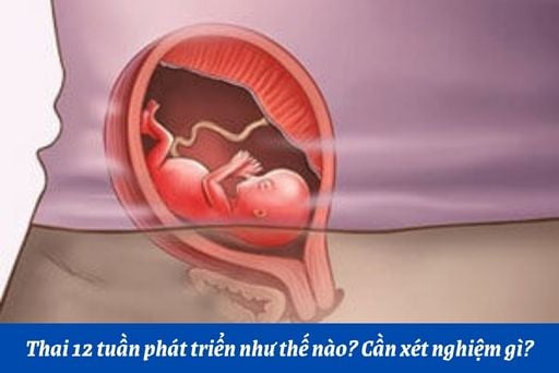 Tìm hiểu Thai 12 tuần để tăng cường kiến thức về thai kỳ