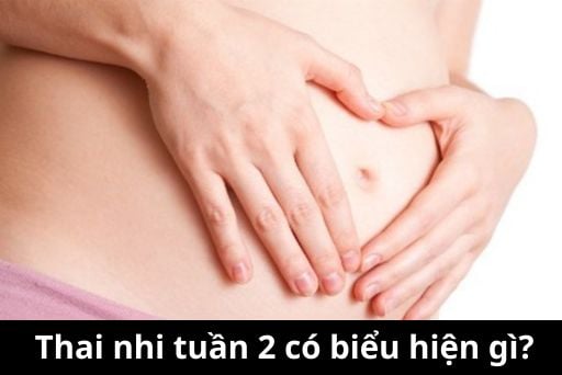Thai nhi 2 tuần tuổi có biểu hiện gì, đã vào tử cung chưa | Huggies