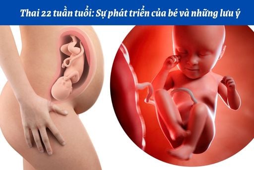 Thai nhi 22 tuần tuổi: Sự phát triển của bé và những lưu ý | Huggies
