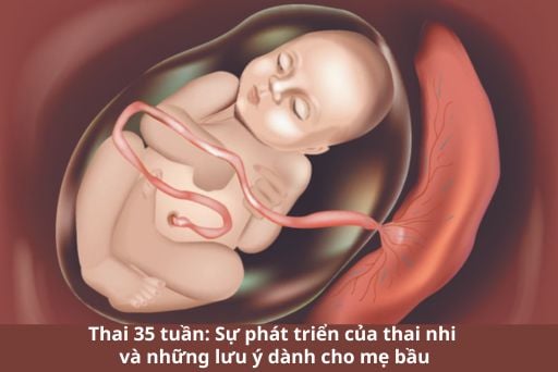 Sự phát triển thai nhi 35 tuần tuổi và lưu ý cho mẹ | Huggies