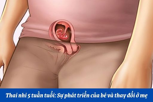 Dấu Hiệu Thai 5 Tuần Phát Triển Bình Thường: Những Điều Mẹ Bầu Nên Biết