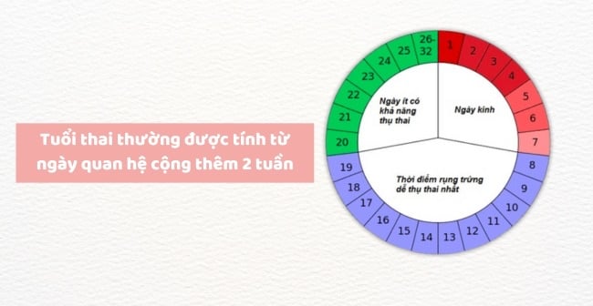 7. Mối Quan Hệ Giữa Ngày Rụng Trứng và Thời Điểm Thụ Thai