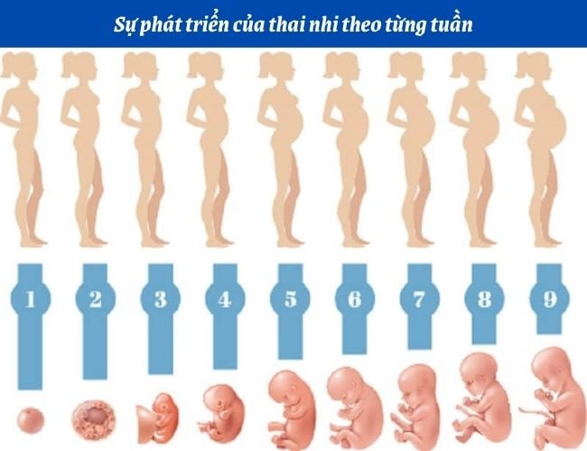 4. Dấu hiệu nhận biết mang thai sớm trong 4 tuần đầu