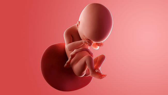Khi thai 20 tuần, bé yêu của bạn có kích thước bằng một búp bê nhỏ (Nguồn: Sưu tầm)