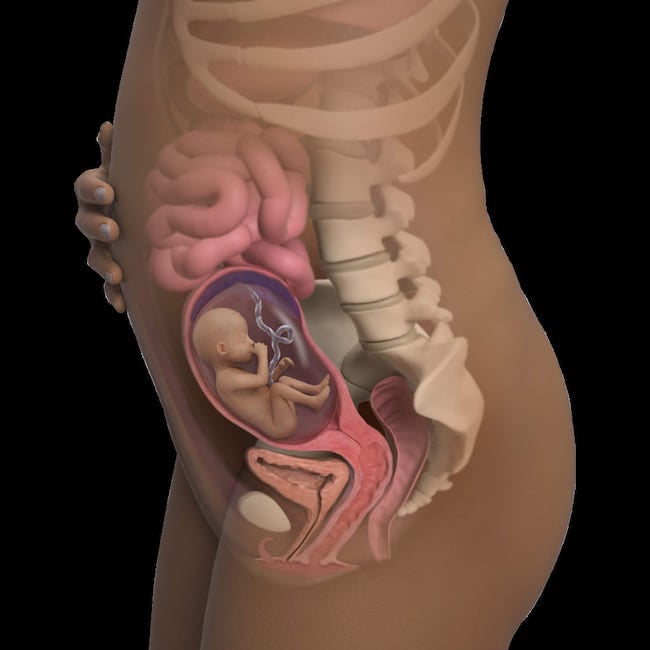 Vị trí thai nhi 20 tuần tuổi ở trong tử cung và gây áp lực lên dạ dày, phổi, thận và bàng quang của mẹ