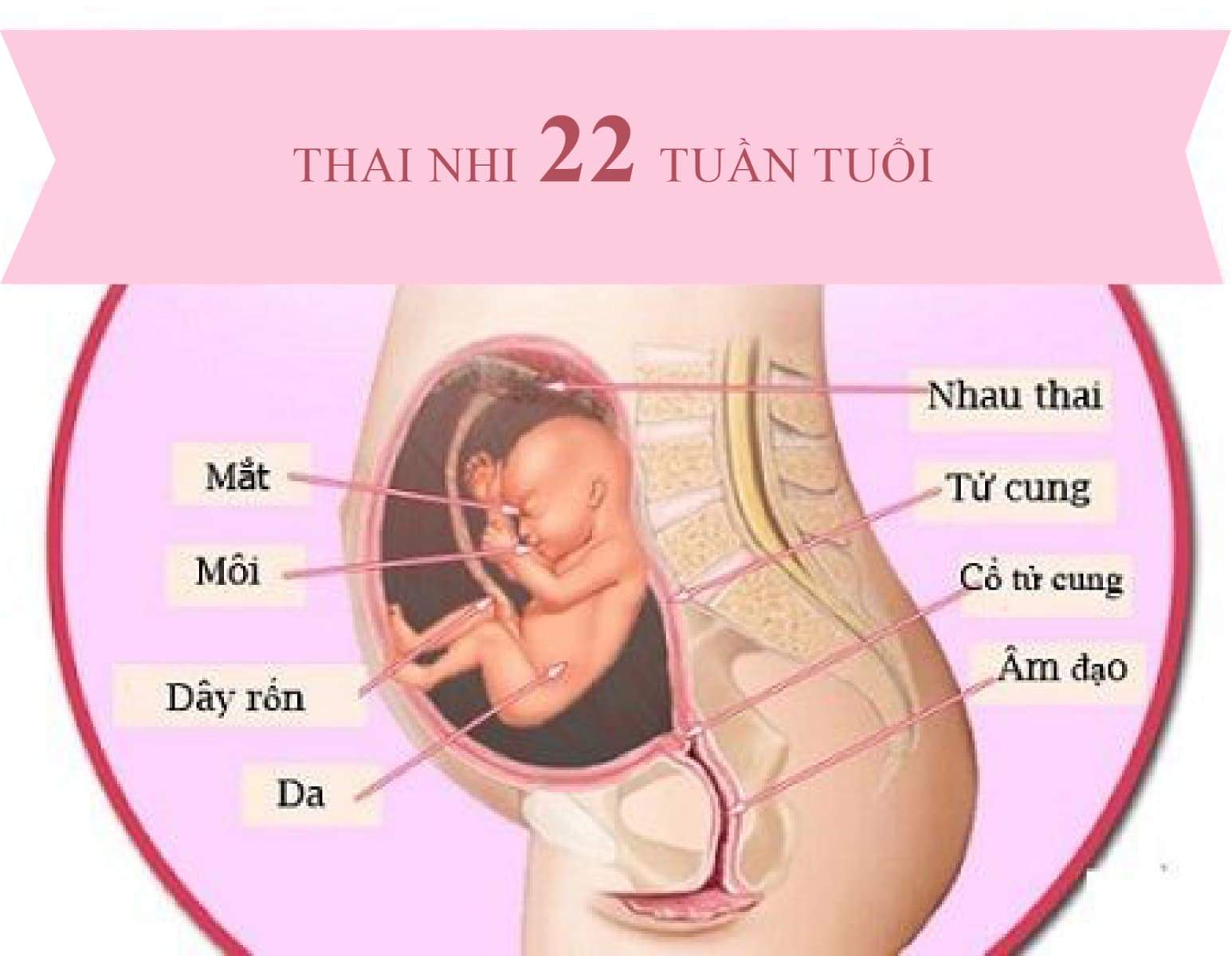 Bầu 22 Tuần Đau Bụng Dưới: Những Điều Cần Biết và Cách Xử Lý Hiệu Quả