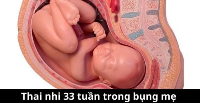 Hình ảnh thai nhi 33 tuần trong bụng mẹ