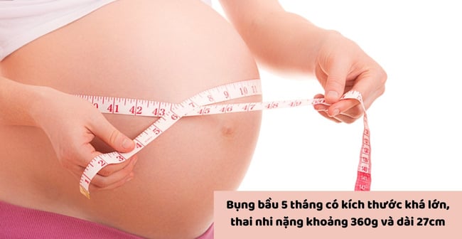 Bụng bầu 5 tháng to bao nhiêu?